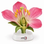 Dicotyledonous Flower Pattern